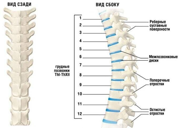 osteocondrosi cervicale
